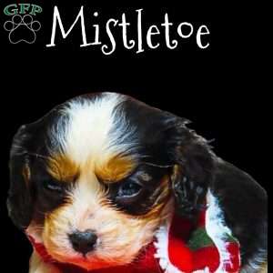 Mistletoe, Cavalier King Charles Spaniel Puppy